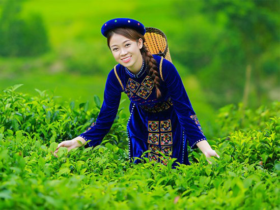 che thai nguyen