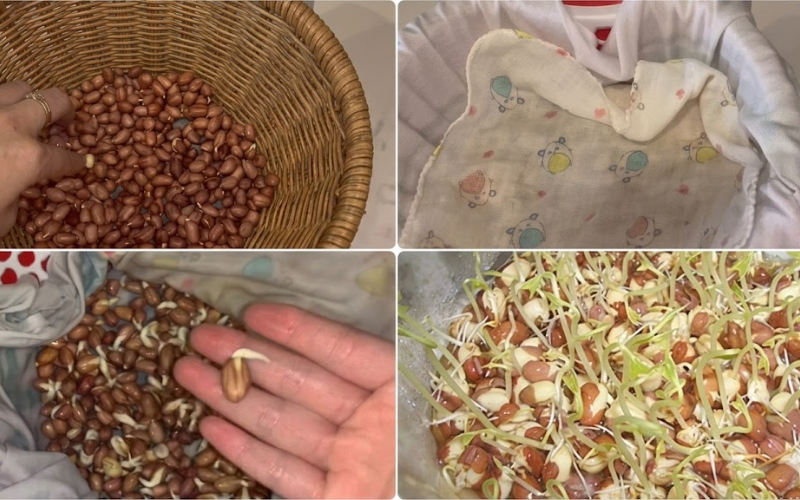Kỹ thuật ngâm ủ hạt nảy mầm an toàn tại nhà