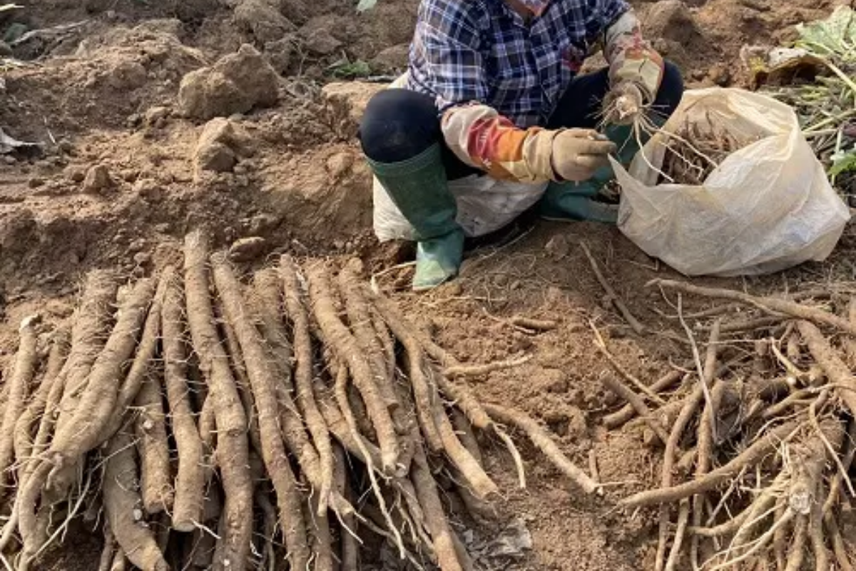 Cách sơ chế ngưu bàng trước khi nấu canh dưỡng sinh